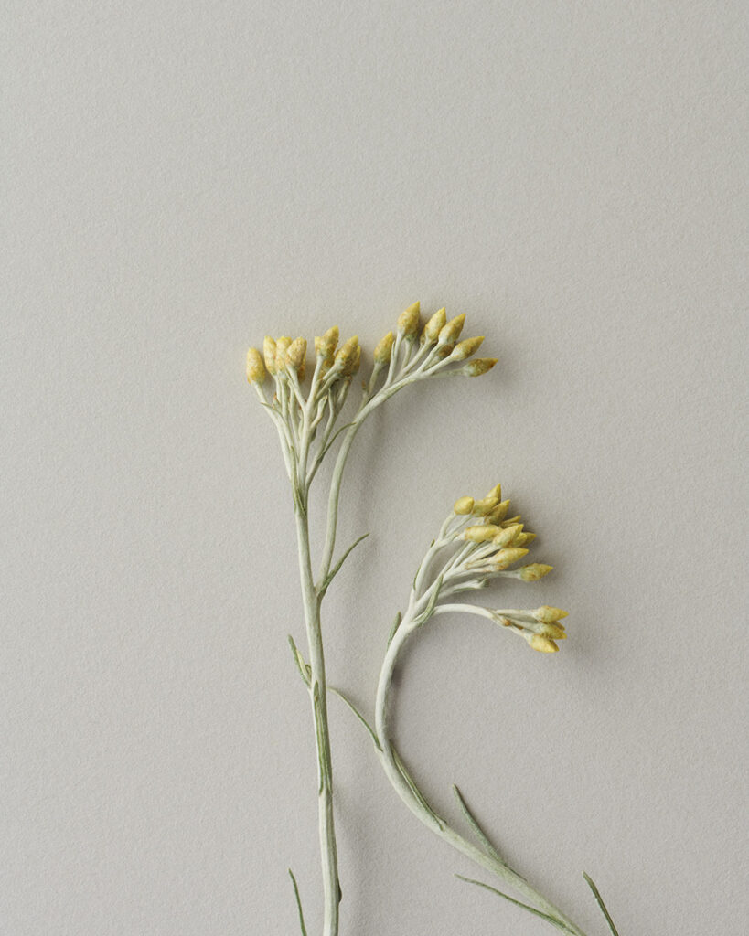 Helichrysum (Immortelle)