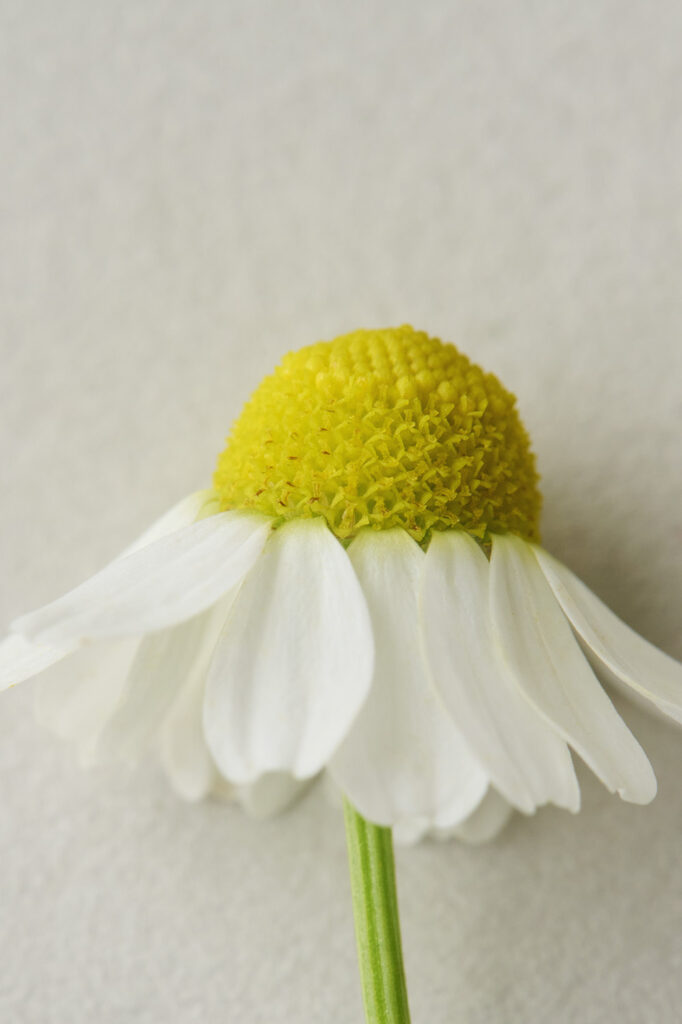 German Camomile