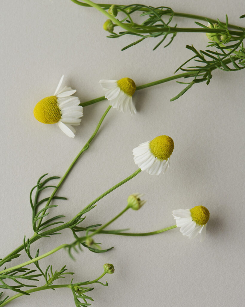 German Camomile