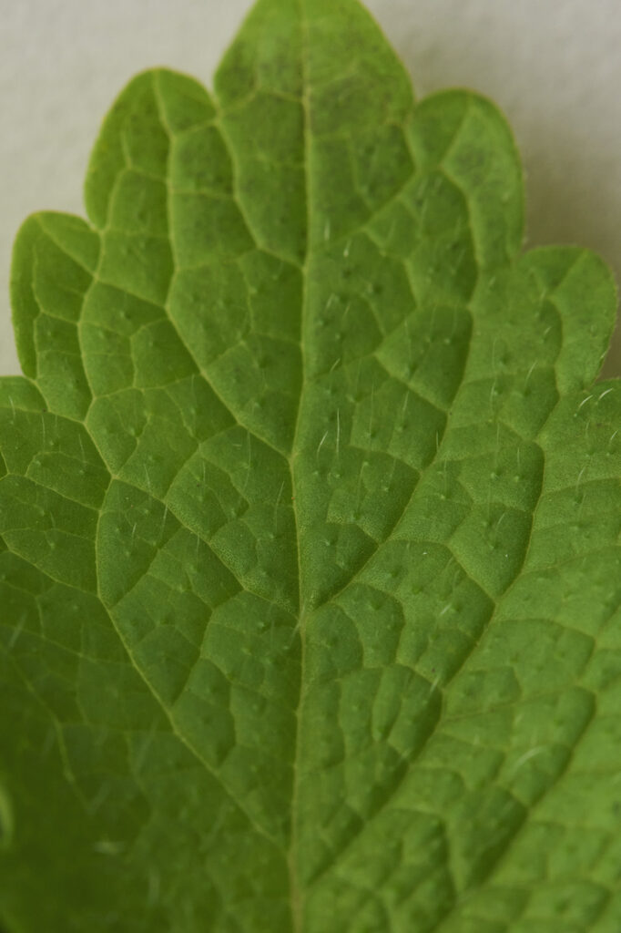 Melissa (Lemon Balm)