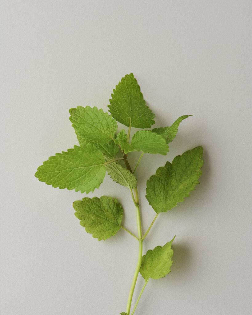 Melissa (Lemon Balm)