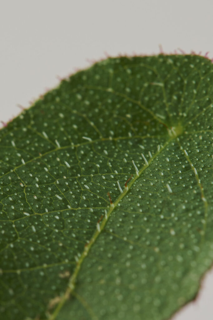 Eucalyptus Citriodora