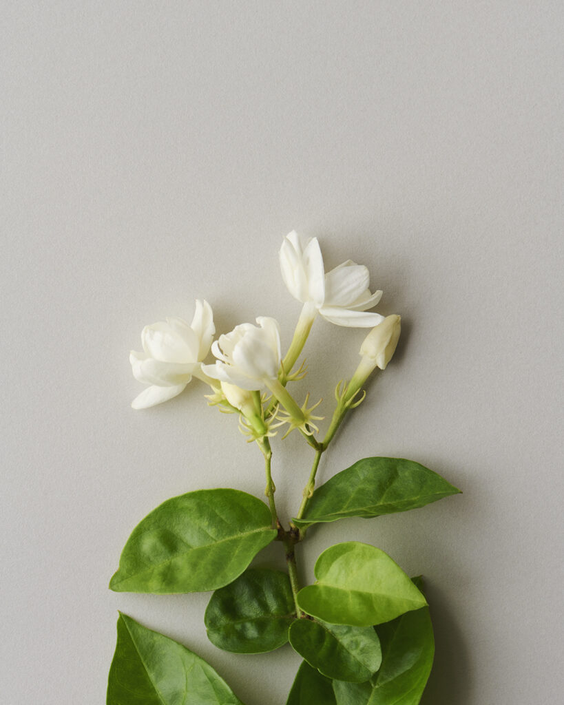 Jasmine (Arabian Jasmine)