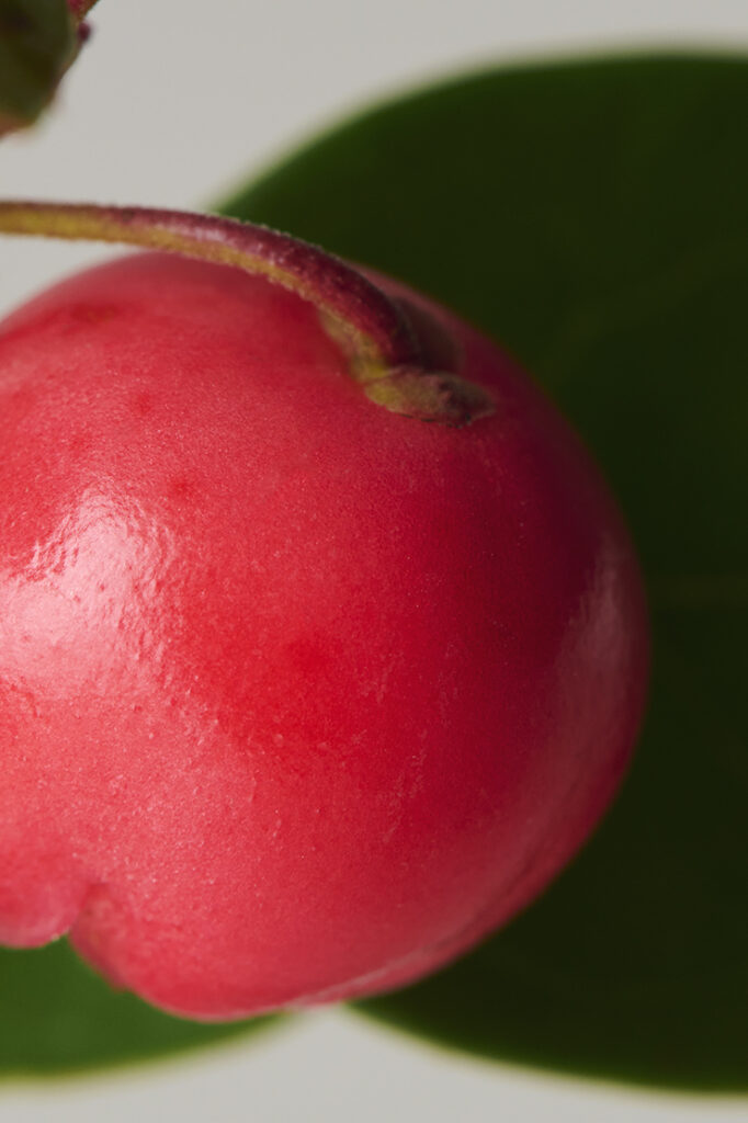 Wintergreen (Checkerberry)