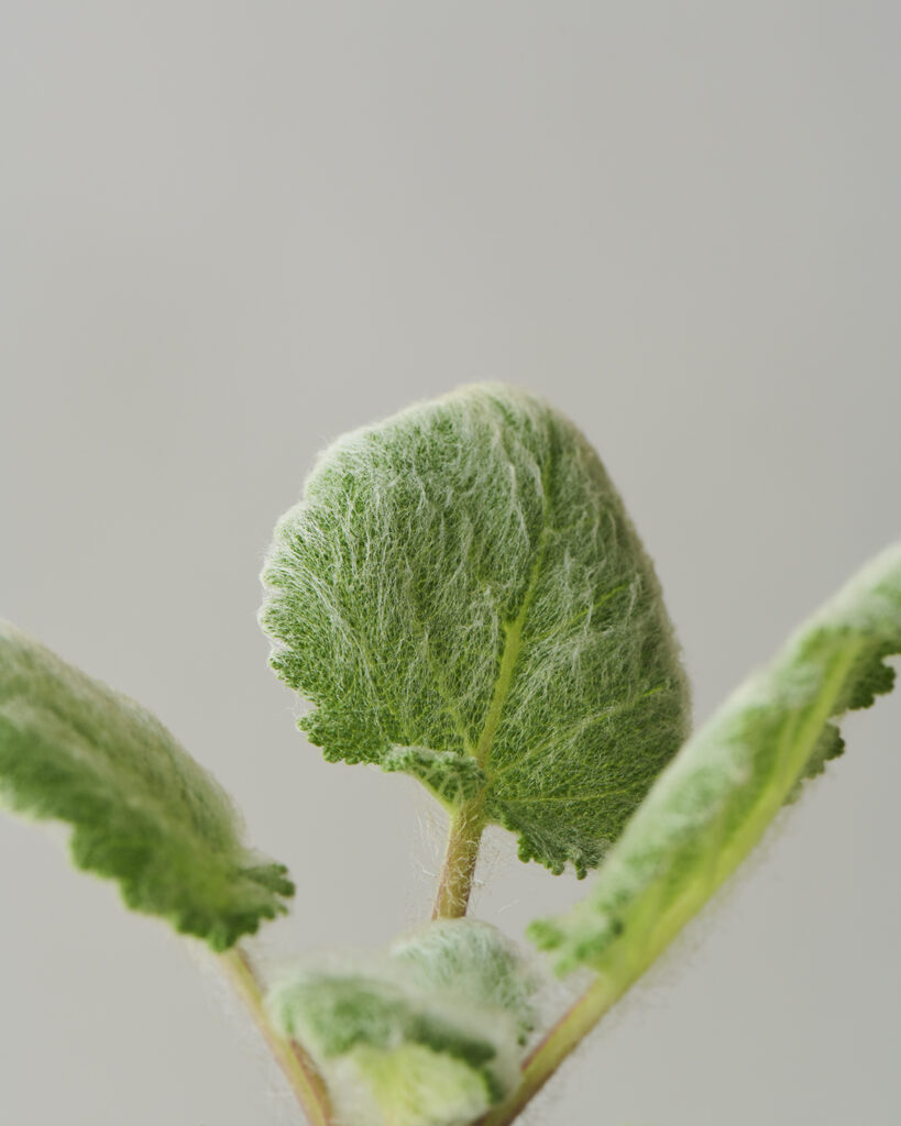 Clary Sage