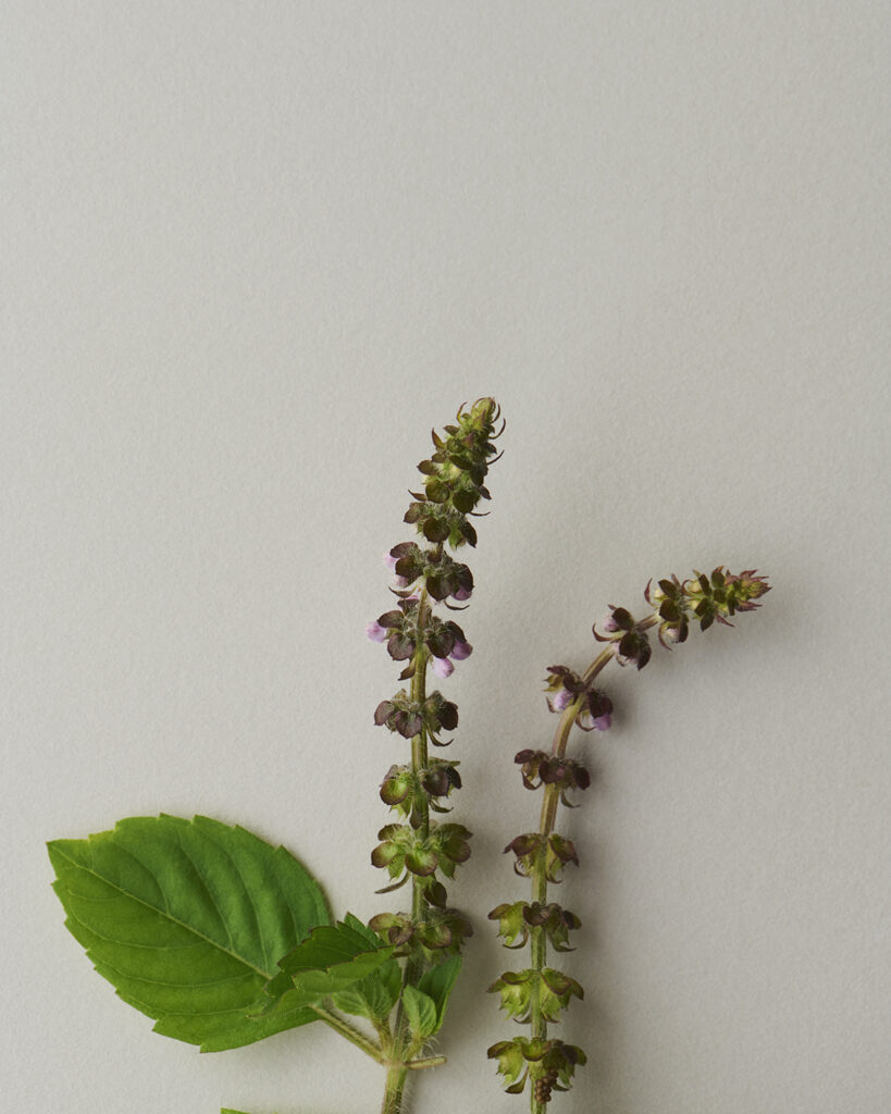 Holy Basil