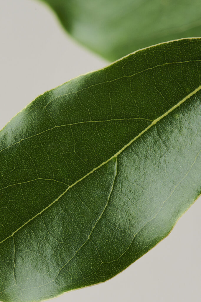 Camphor Tree