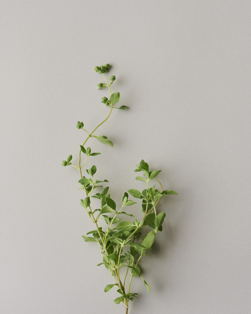 Marjoram