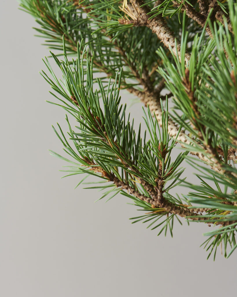 Pine (Pinus Sylvestris)