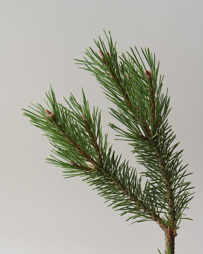 Pine (Pinus Sylvestris)