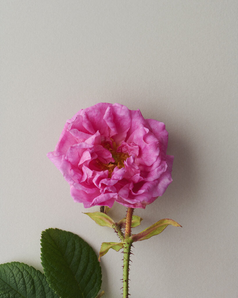 Damask Rose