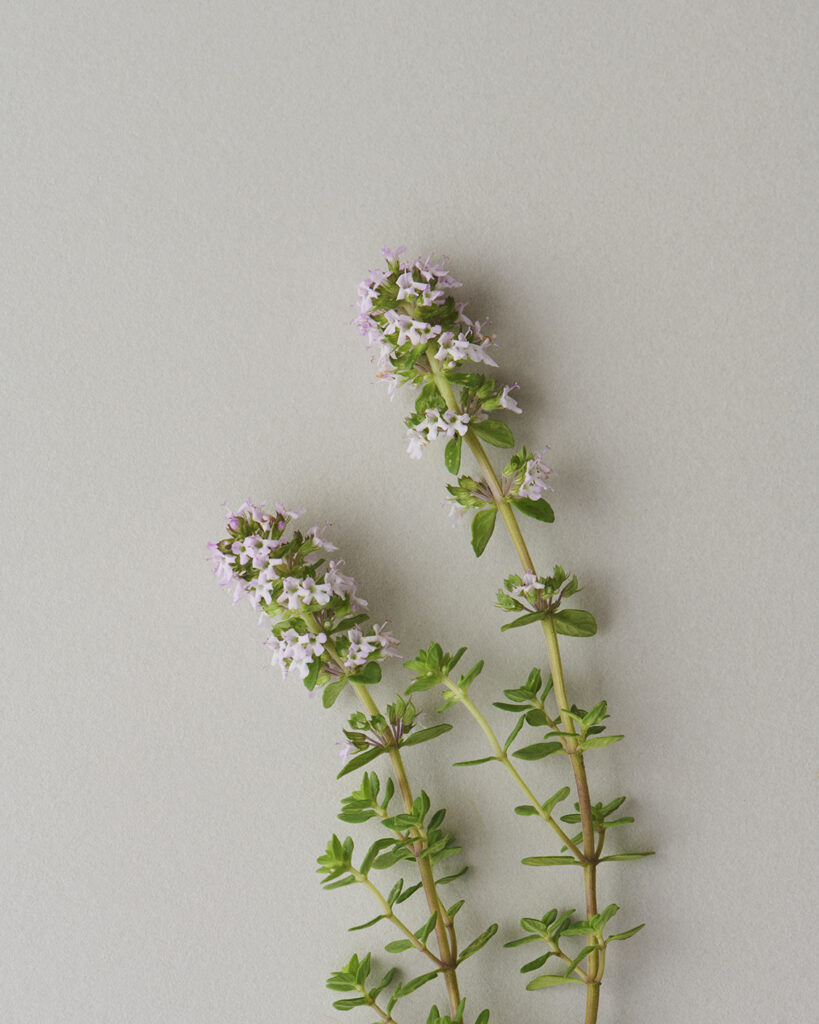 Thyme