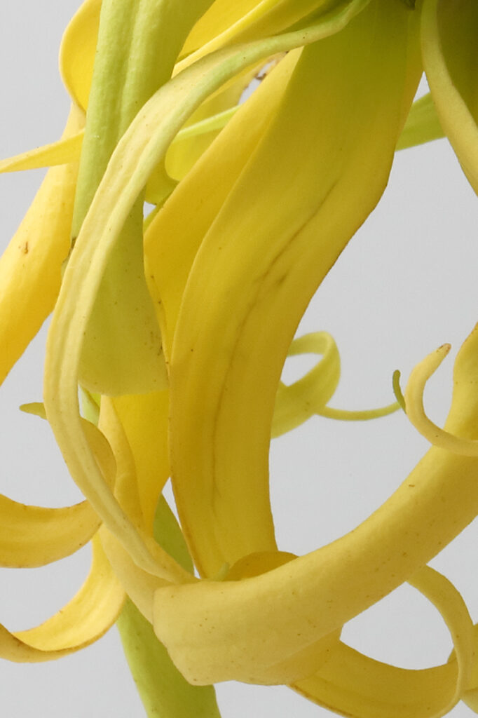 Ylang-Ylang