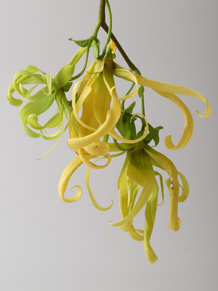 Ylang-Ylang