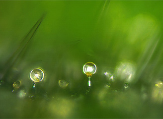 ローズゼラニウムの葉表面に存在する線鱗の光学・電子顕微鏡写真