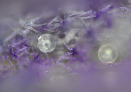 ラバンジン（ラバンディン）