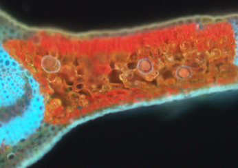 ローレル（月桂樹）