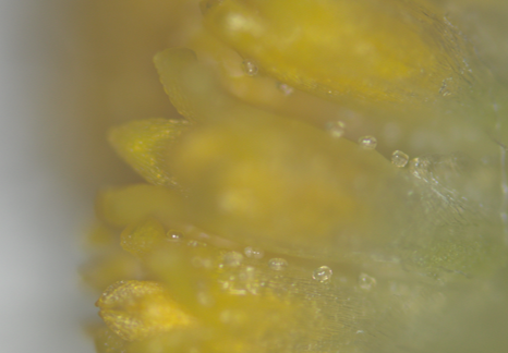 カモミール・ローマン