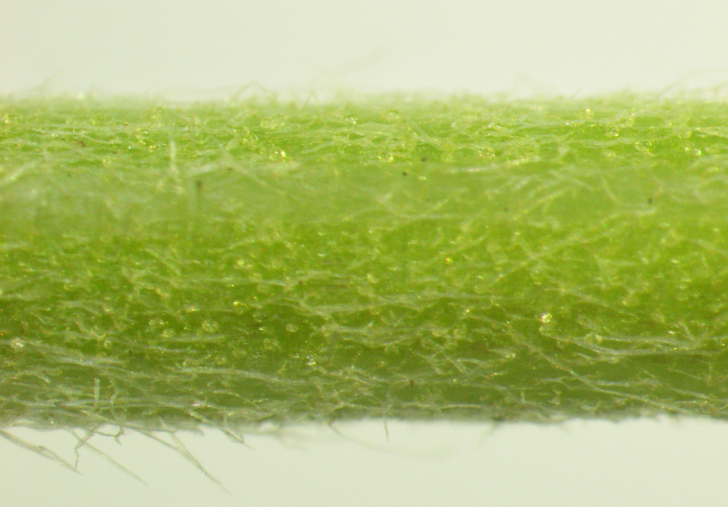 カモミール・ローマン