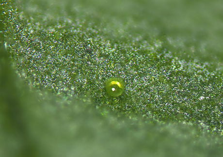 メリッサ（レモンバーム）