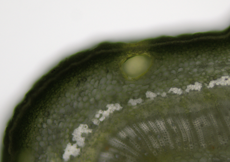 ビターオレンジ