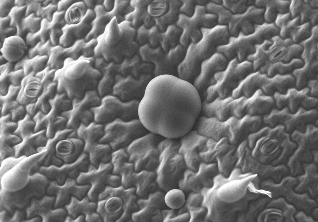 カメボウキ（ホーリーバジル）