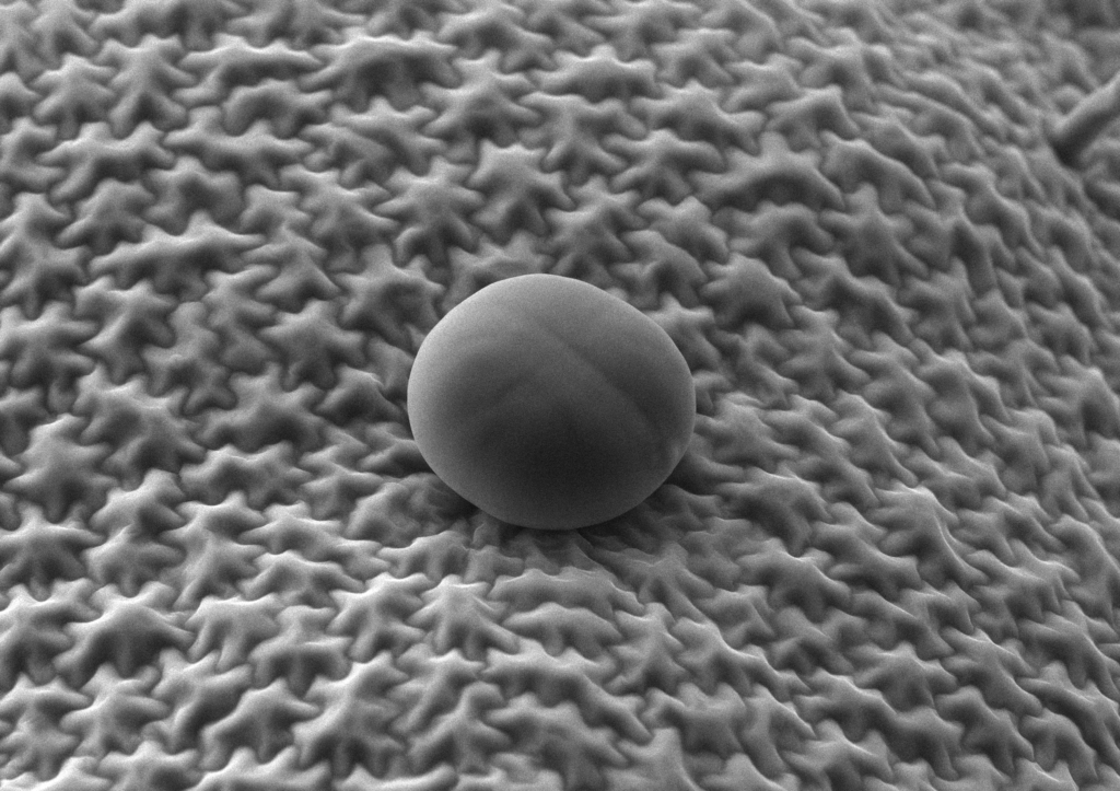 ペパーミント（セイヨウハッカ）