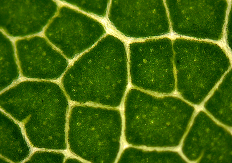 ローレル（月桂樹）