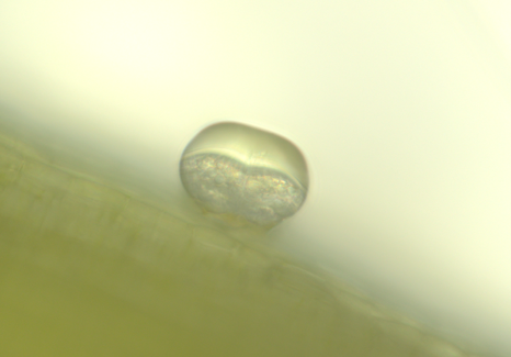 カモミール・ジャーマン