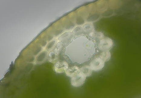 パイン（セイヨウアカマツ）