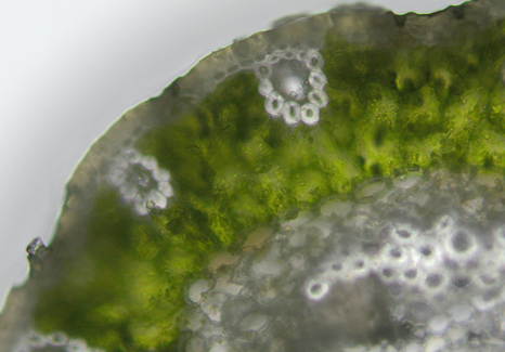 パイン（セイヨウアカマツ）