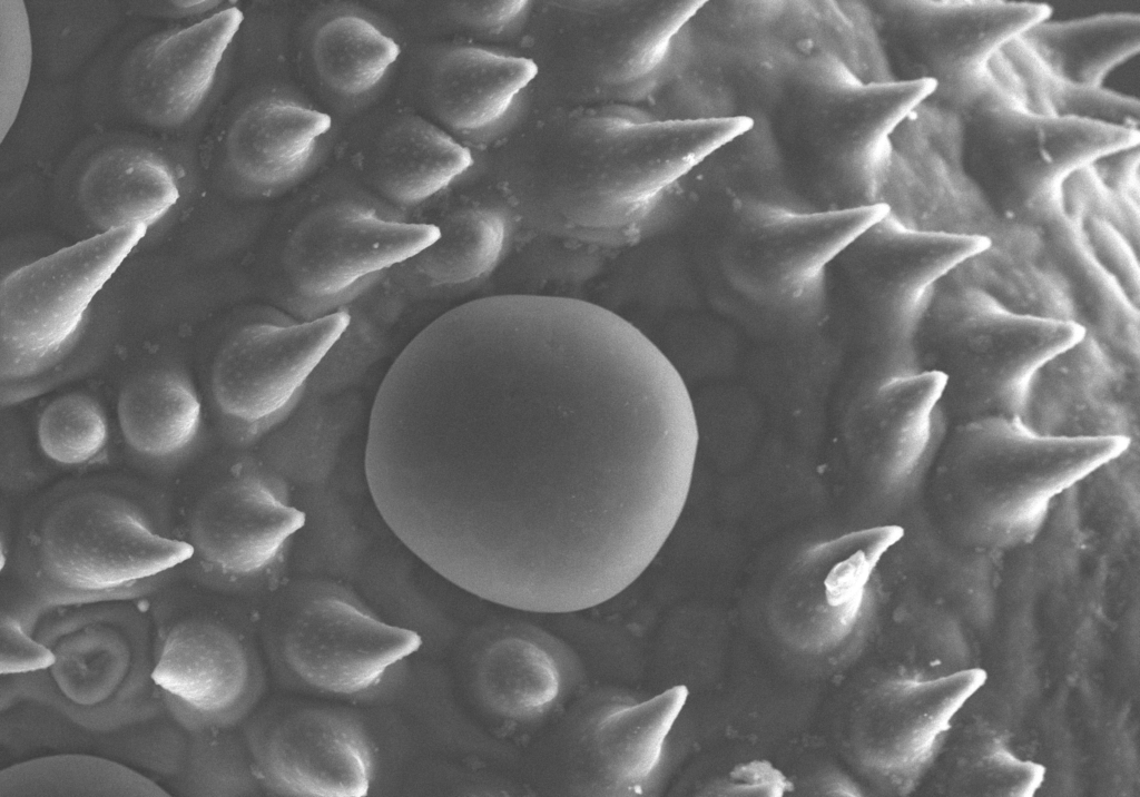 タイム（タチジャコウソウ）