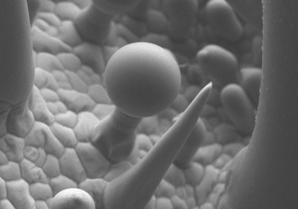 ゼラニウム(ニオイテンジクアオイ)