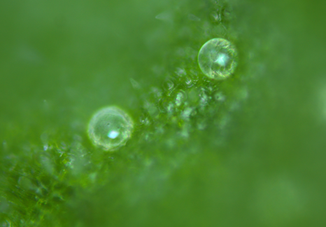 タイム（タチジャコウソウ）