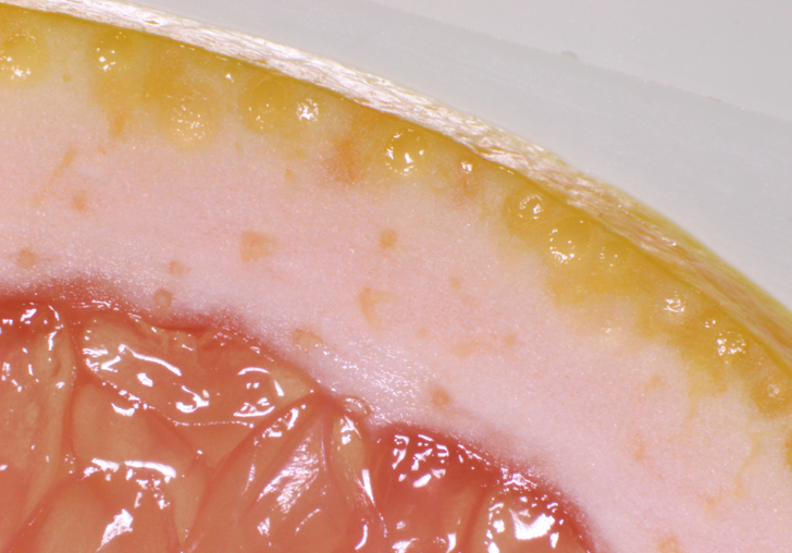 グレープフルーツ