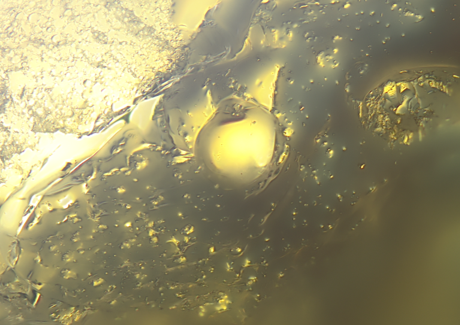 フランキンセンス（乳香）