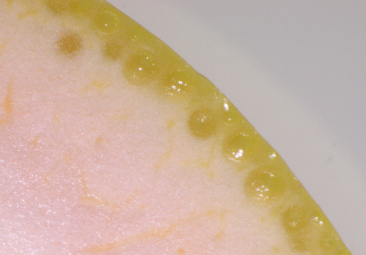 グレープフルーツ