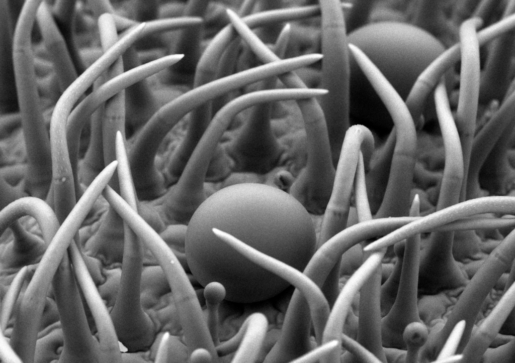 マジョラム（マヨラナ）