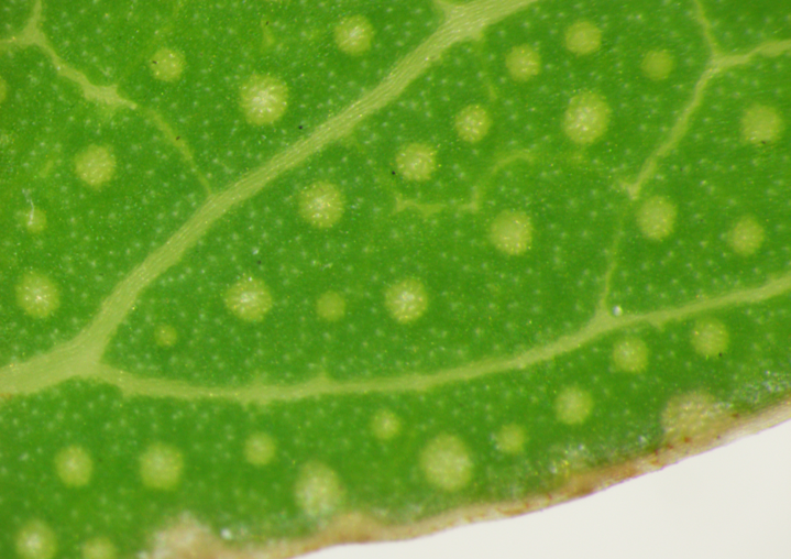 ユーカリラディア―タ