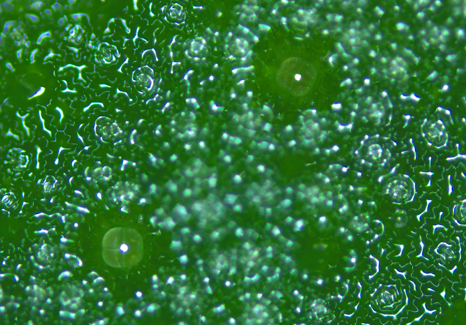 カメボウキ（ホーリーバジル）