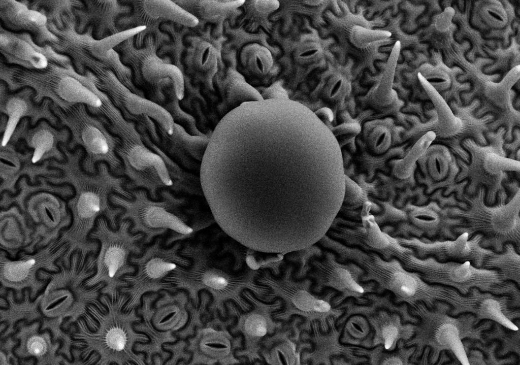 メリッサ（レモンバーム）