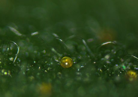 マジョラム（マヨラナ）