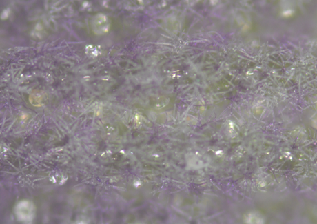 ラバンジン（ラバンディン）