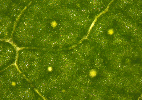 ユーカリグロブルス