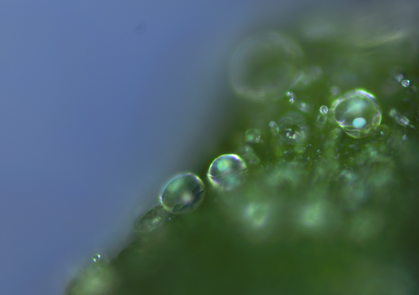 ペパーミント（セイヨウハッカ）