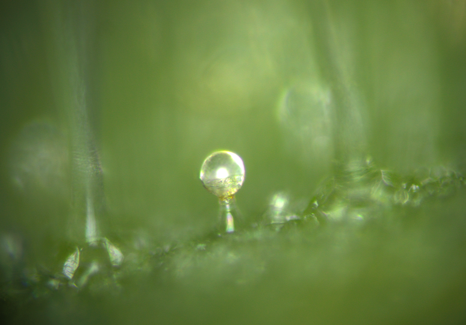 ゼラニウム(ニオイテンジクアオイ)