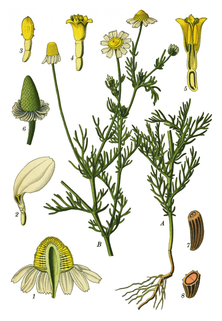 カモミール・ジャーマン