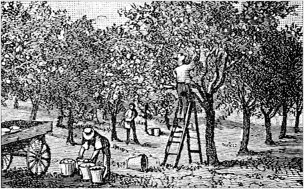 グレープフルーツ