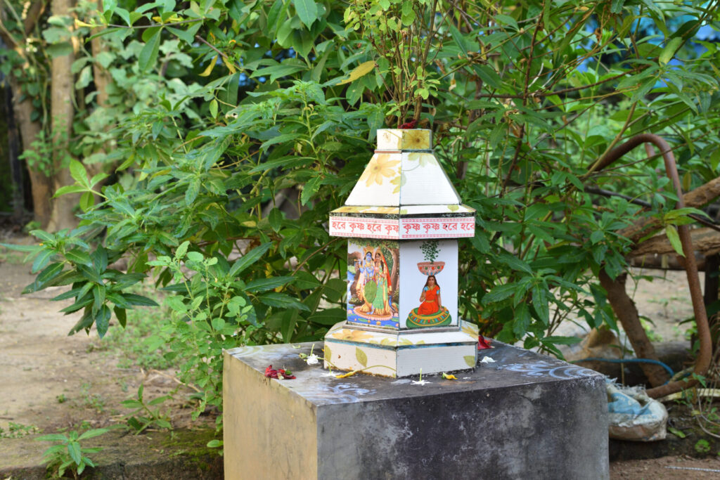 カメボウキ（ホーリーバジル）