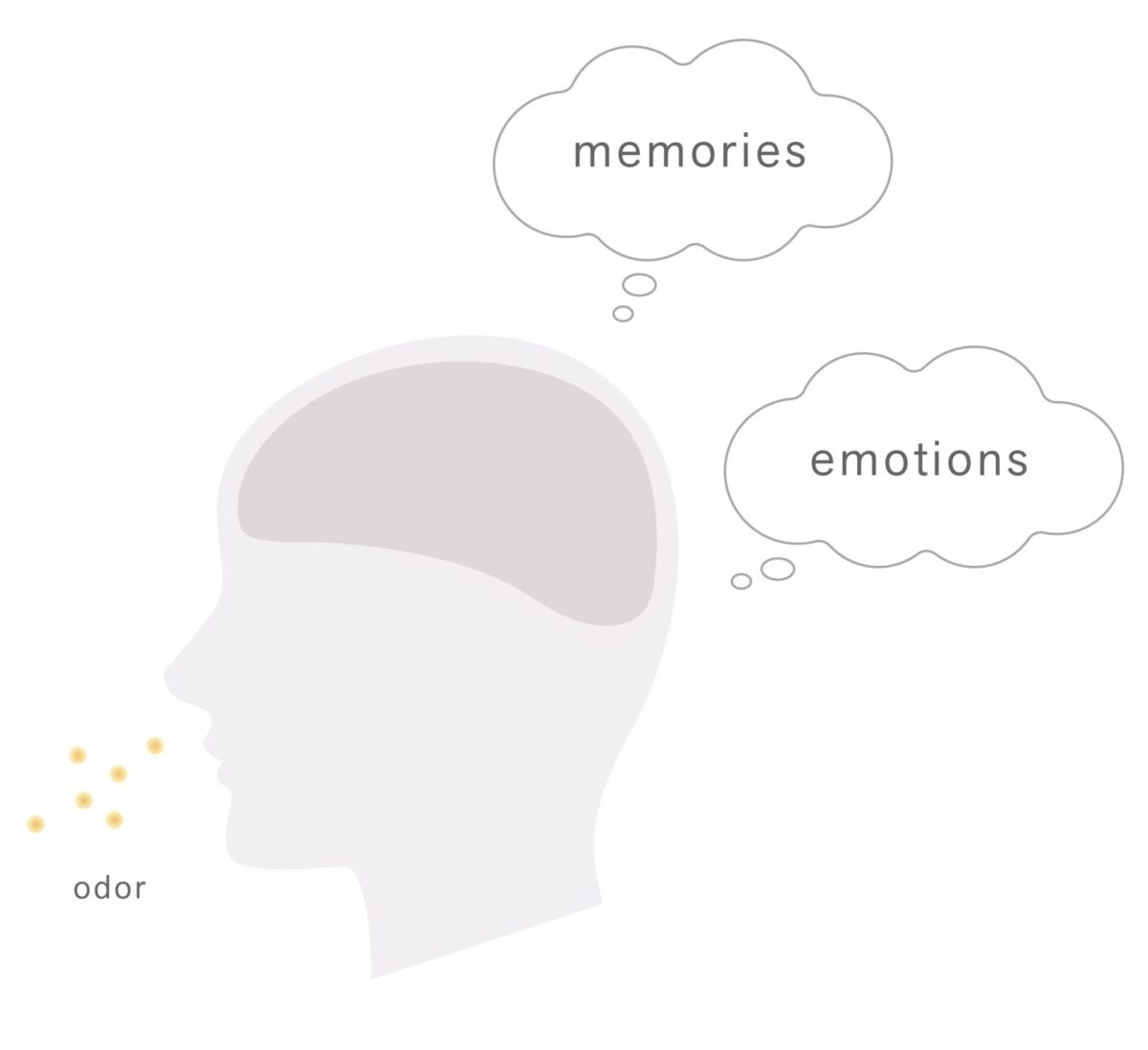 嗅覚と記憶、嗜好性の関係